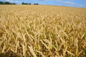 Neeme Univeer. Nisu. 2019